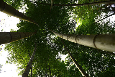 caoporm,奇幻冒险新宠，免费游戏引关注