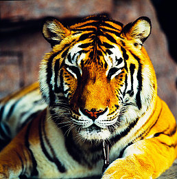 四川BBB桑BBB桑BBB：桑叶企业创新崛起，健康产品广受欢迎