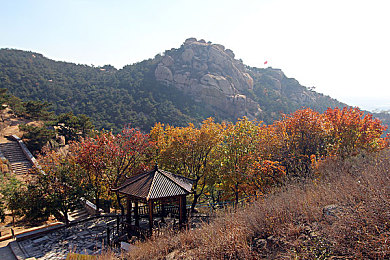 草莓绿巨人,科技赋能草莓，绿巨人走红市场