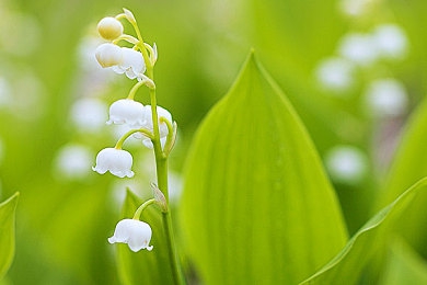 丁香花五月天婷婷：五月花语：丁香花开，诗意盎然