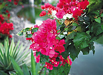 史莱姆钻进八重神子的肚子变大,神秘女神变身，史莱姆助力新篇章-3