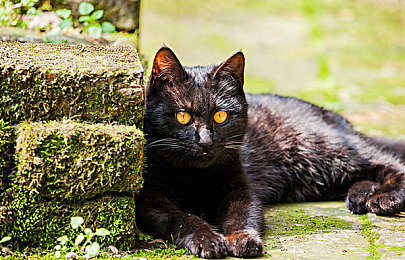 黑人巨大最猛黑吊,黑将闪耀，力夺国际赛冠军-3