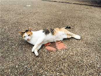 性猛交XXXX富婆老太婆：震惊！打工族沦落犯罪路，富婆老太婆遭性侵-2