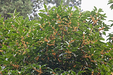 草莓视频成人：短视频风云：草莓视频成人内容引关注-3