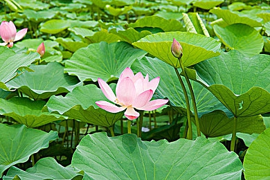 校花光滑白嫩的屁股被打,校花涉嫌打人，校方严肃处理-3